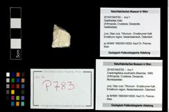 Foto (Objekt + Etikett) von Cracensigillatus acutirostris (Moericke, 1889)  (NHMW-GEO-2014-0194-0783)